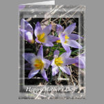 Crocus Mother's Day card cards