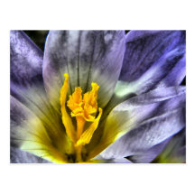 Crocus Post Cards