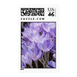 Crocus Postage Stamp