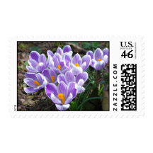 Crocus Postage Stamp