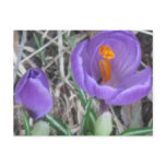 Crocus Postcard