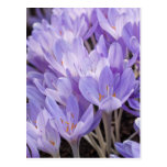 Crocus Postcard