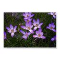 Crocus posters