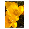 Crocus posters