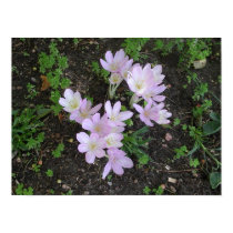 Crocus posters