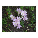 Crocus posters by HLawver Crocus posters