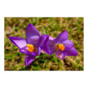 Crocus posters by chkoch Crocus posters