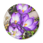 Crocus Spring Magnet