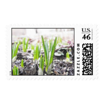 Crocus Sprouts In The Spring Garden Postage Stamps