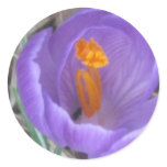 Crocus Sticker