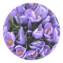 Crocus Sticker by orglioness Crocus Sticker