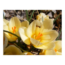 Crocus w/Ant posters by Andy2302 Crocus w/Ant posters