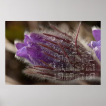 Crocus with Water Beads; 2013 Calendar Posters