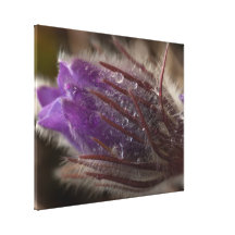 Crocus with Water Beads Canvas Print