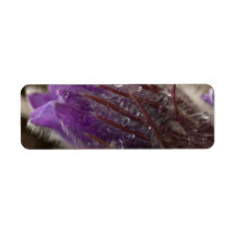 Crocus with Water Beads Labels