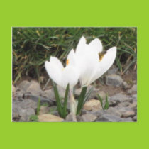 Crocuses and the Bee Postcard postcards