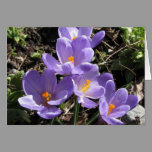 Crocuses cards