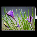 Crocuses Card cards