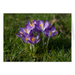 Crocuses Greeting Card | Grusskarte Krokusse