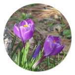 Crocuses in Bloom Sticker