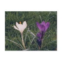 Crocuses in London postcards