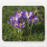 Crocuses Mousepad | Mousepad Krokusse