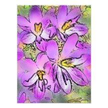 CROCUSES PHOTO