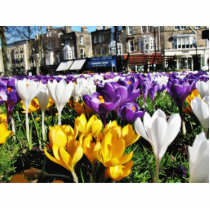 Crocuses photo sculptures