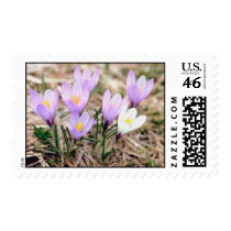 Crocuses Postage Stamps stamps
