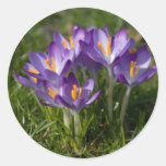 Crocuses Sticker | Aufkleber Krokusse