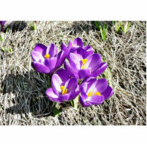 Crokus Vern Flower photo sculptures