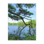 Crooked Branch ~ postcard