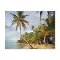 Crooked Palm postcards
