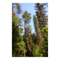 Crooked Tree? posters