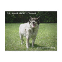 Crosby dognkittycity.org postcards by Humane_Society Crosby dognkittycity.org postcards