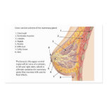 Cross Section Diagram of the Human Mammary Gland Rectangular Stickers