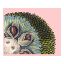 Cross Section of a Breafruit - Tropical Foods posters