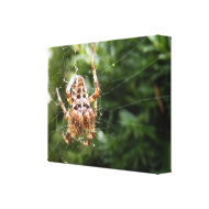 Cross Spider 132 ~ canvas wrappedcanvas