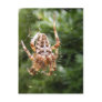 Cross Spider 132 ~ postcard