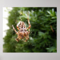 Cross Spider 132 ~ print