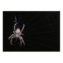 Cross Spider ~ ATC Business Card Templates