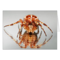 Cross spider on a mirror greeting card