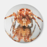 Cross spider on a mirror fridge magnets