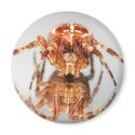 Cross spider on a mirror magnets by eurospiders Cross spider on a mirror magnets