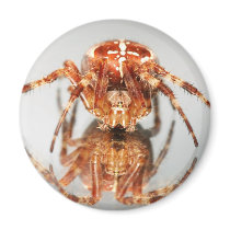 Cross spider on a mirror magnets