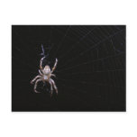 Cross spider ~ postcard