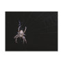 Cross spider ~ postcard