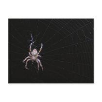 Cross spider ~ postcard by Andy2302 Cross spider ~ postcard