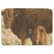 Crossbred cow with calf near Choteau, Montana, iPad Air Cover at  Zazzle
