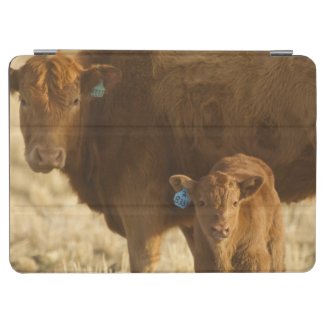 Crossbred cow with calf near Choteau, Montana, iPad Air  Cover